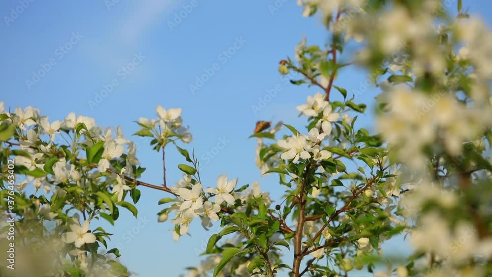 The mother of pearl butterfly collects nectar on the flowers of a wild Apple tree The mother of pearl butterfly collects nectar on the flowers of a wild Apple tree
