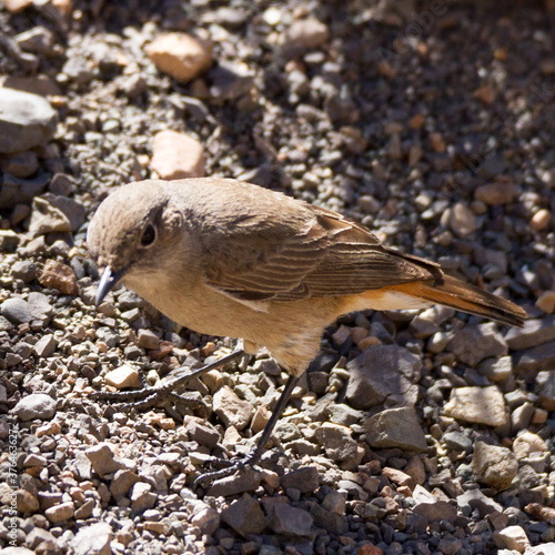 Karoo National Park South Africa: Familiar Chat
 photo