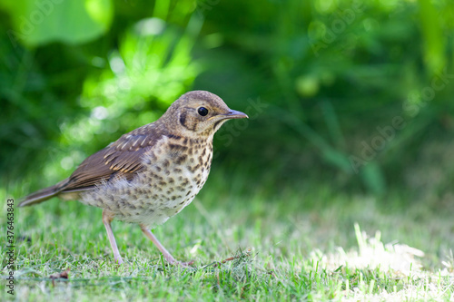 Song thrush bird walking on the green grass in the garden. Blurred green background. Selective focus. © Natallia