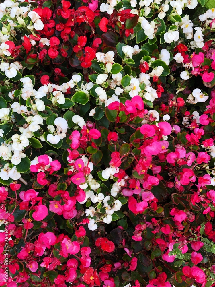 Beautiful white and pink flowers in a flower bed Beautiful white and pink flowers in a flower bed