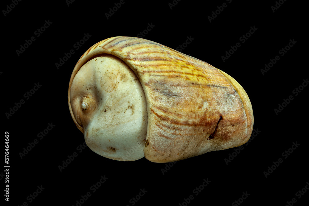 colorful sea shells macro in top view on Isolated in a black background colorful sea shells macro in top view on Isolated in a black background