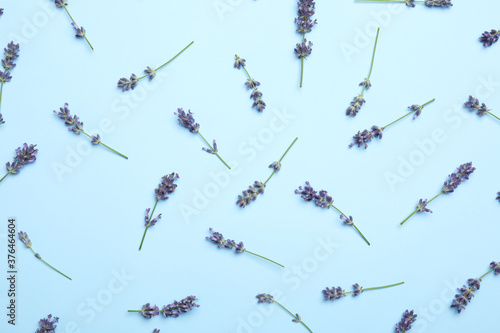 Beautiful lavender flowers on light blue background, flat lay