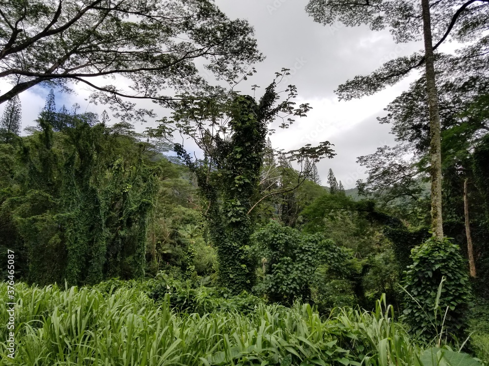 Obraz premium tropical rain forest hawaii