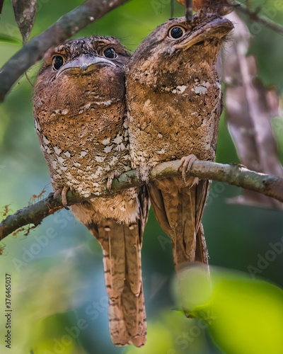 Pair of Sri Lanka Frogmouth photo