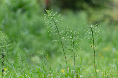 Equisetum arvense, the field horsetail or common horsetail, is an herbaceous perennial plant family Equisetaceae
