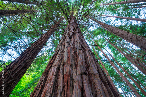 SEQUOIA - SEQUOYA (Sequoia sempervirens) Sole living species  genus Sequoia, cypress family Cupressaceae (formerly treated in Taxodiaceae). Coast redwood, coastal redwood and California redwood
