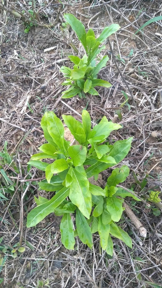 Obraz premium Young tree on the ground