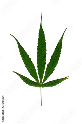 cannabis leaf isolated