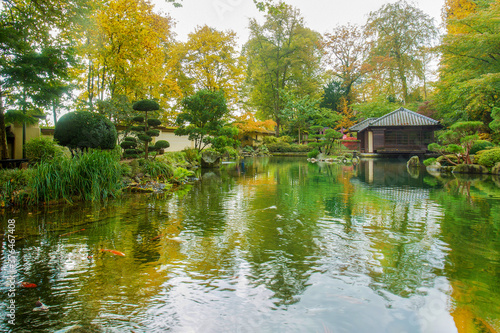 Amazing scene with KOI carps in water in japanese garden in Kaiserslautern at autumn