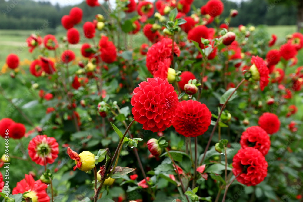 Beautiful red dahlias grow in the autumn garden, Green blurred background Beautiful red dahlias grow in the autumn garden, Green blurred background