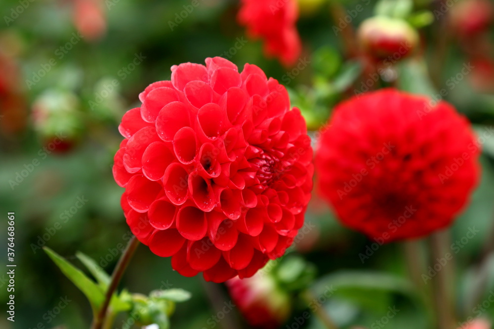 Beautiful red dahlias grow in the autumn garden, Green blurred background Beautiful red dahlias grow in the autumn garden, Green blurred background