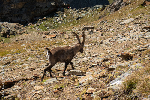 Ibex grazing in an alpine landscape. © serghi8