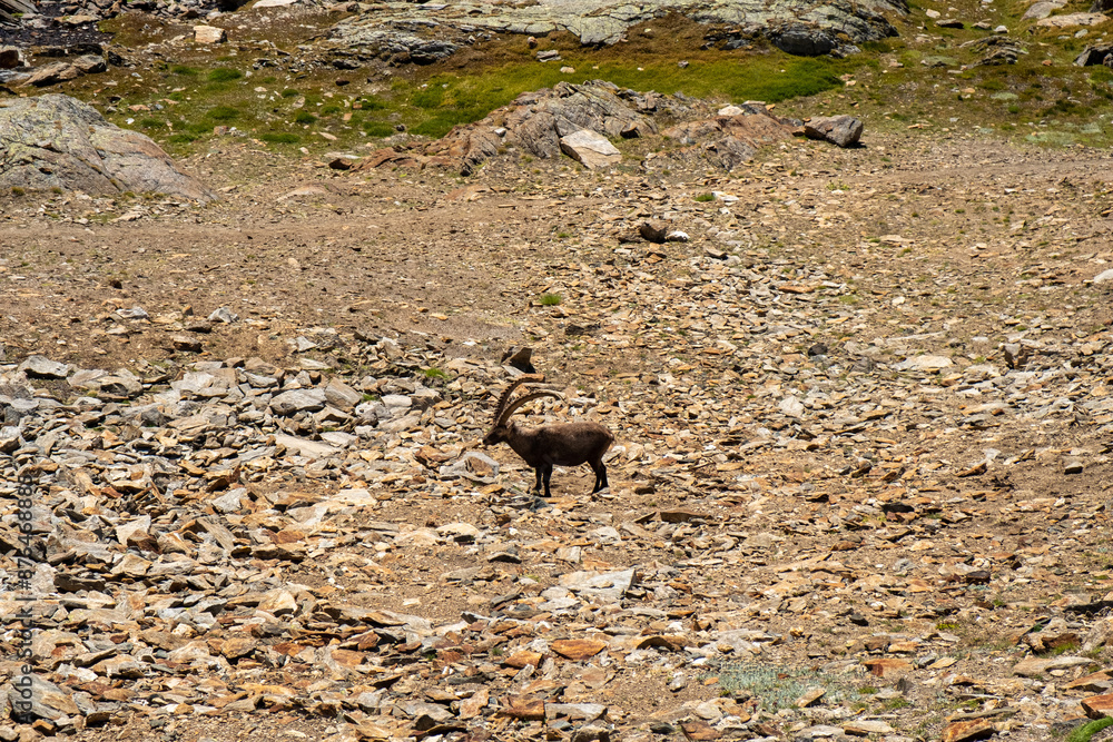 Ibex grazing in an alpine landscape. Ibex grazing in an alpine landscape.