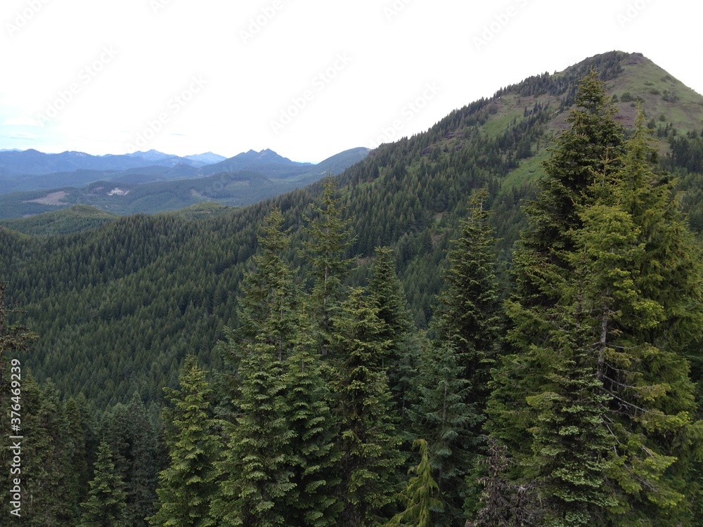 Obraz premium forest in the mountains