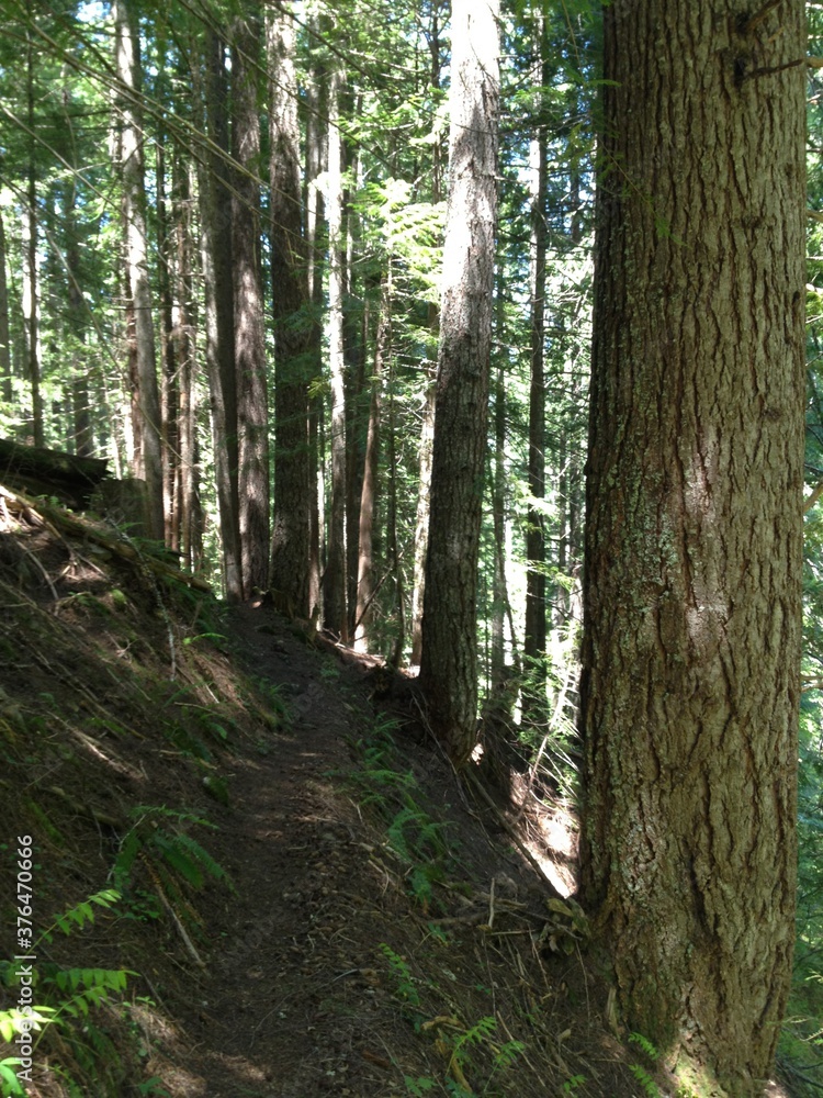 trail in the forest trail in the forest