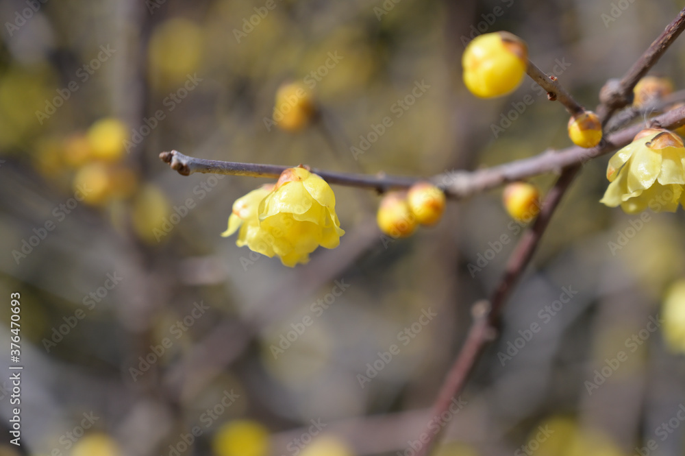 ロウバイ　所沢航空記念公園