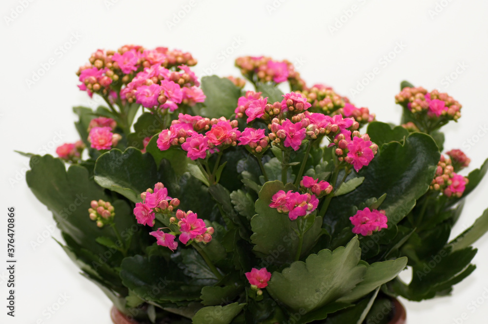 Obraz premium Flammendes Käthchen Kalanchoe blossfeldiana im Topf freigestellt auf weißem Hintergrund