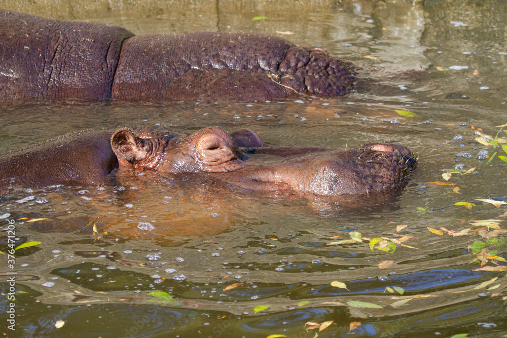 A large fat adult hippoin water with his little cub in a park in nature during the day
A large fat adult hippoin water with his little cub in a park in nature during the day