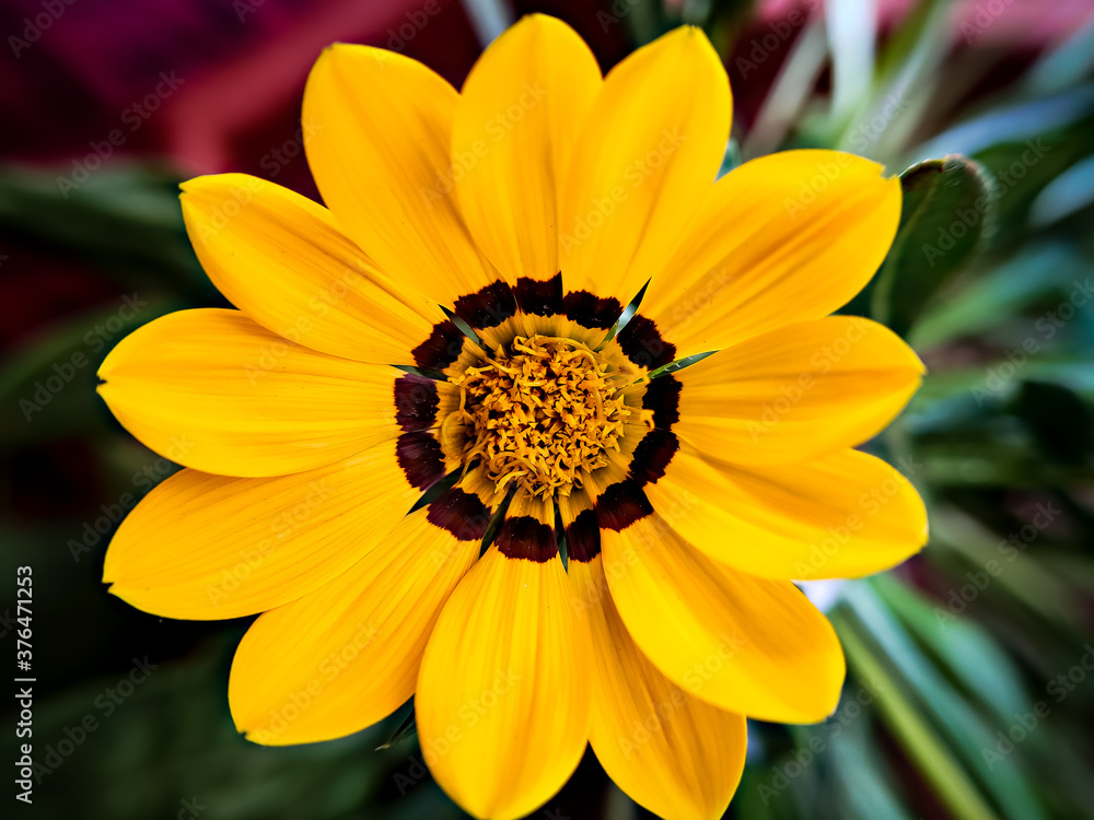 Isolated, close-up image of yellow & brown petals of Gazania flower . Isolated, close-up image of yellow & brown petals of Gazania flower .