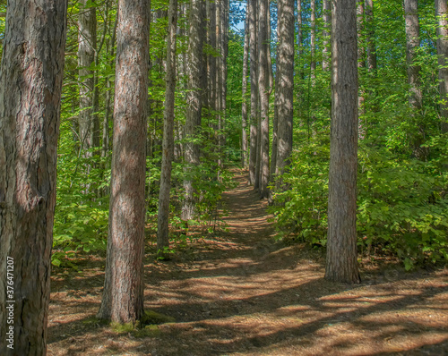 Forest path through stand of straight tall birch trees  green bushes  sun-dappled forest floor nobody