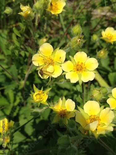 yellow flowers in the forest