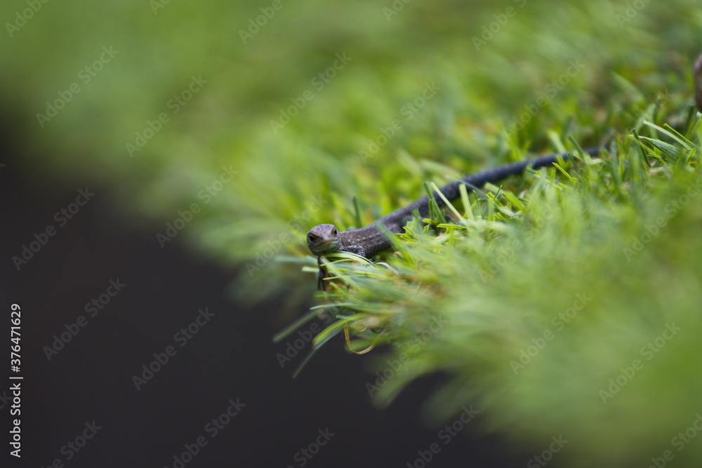 Fototapeta premium Lizard in the grass. Close-up. A dark gray lizard on the edge of a cliff in the grass.