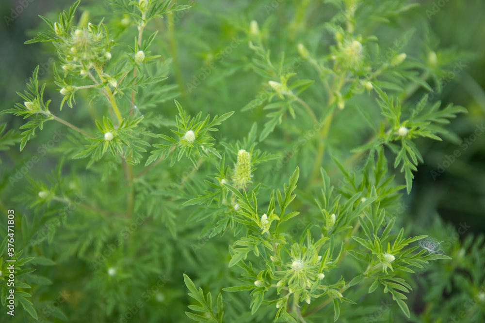 Flowering ragweed plant growing outside, a common allergen Flowering ragweed plant growing outside, a common allergen