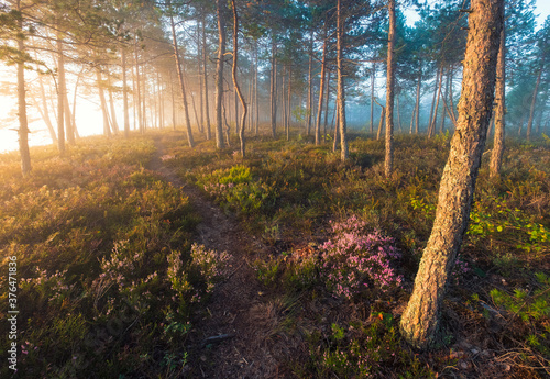 Landscape with a beautiful morning fog in a summer forest in swamps with flowering heather bushes.