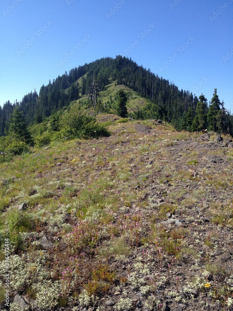 Fototapeta premium mountain range blue sky forest