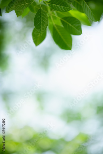 Nature of green leaf in garden at summer. Natural green leaves plants using as spring background cover page greenery environment ecology wallpaper