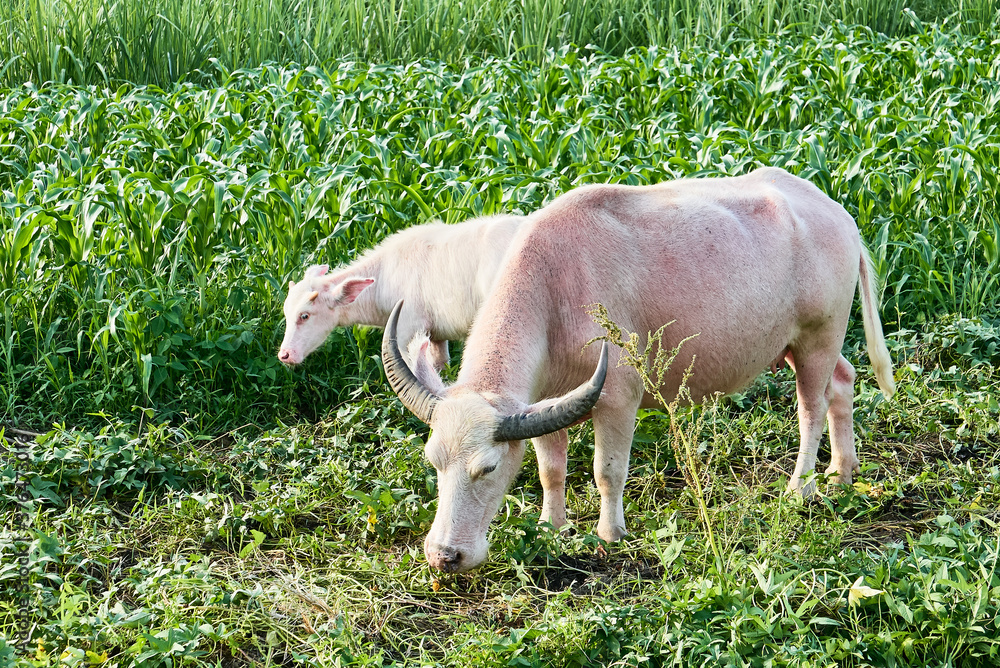 Female albino water buffalo next to her baby calf standing in a green farm land. These carabao is the farmers friend in the Philippines, Asia Female albino water buffalo next to her baby calf standing in a green farm land. These carabao is the farmers friend in the Philippines, Asia