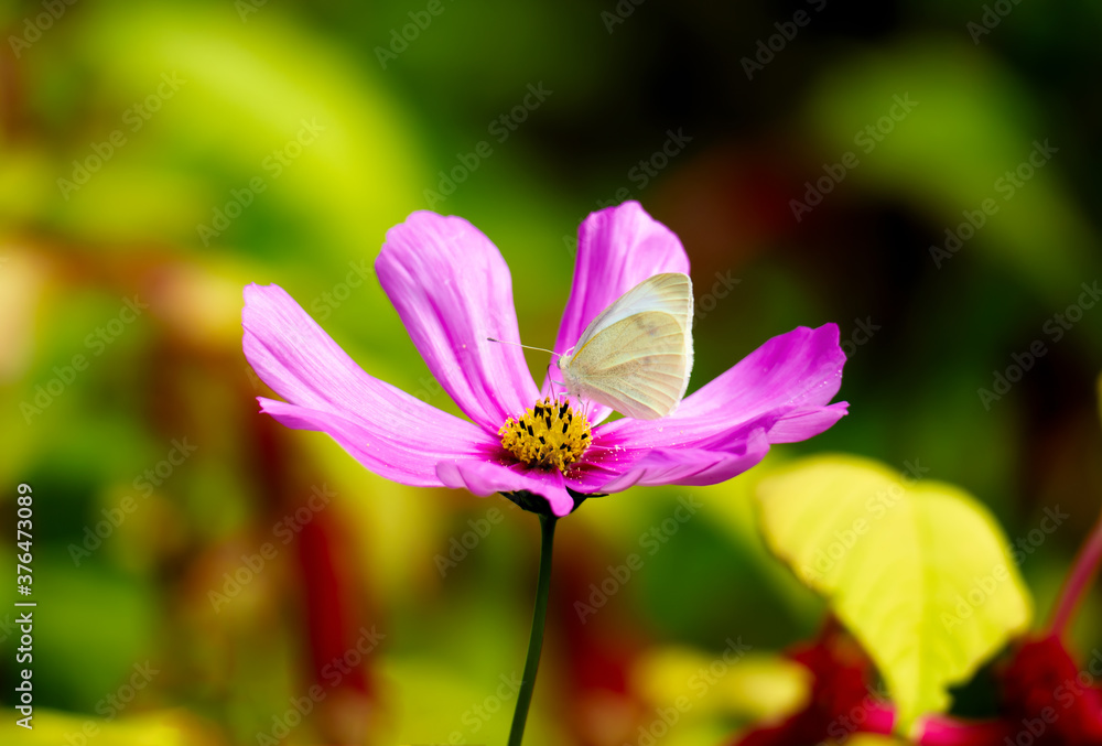 cosmos purple flower in the garden cosmos purple flower in the garden