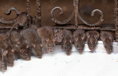 Holy rats drinking milk in the famous Indian Karni Mata temple, Deshnoke near Bikaner, Rajasthan state of India. It is also known as the Temple of Rats. photo