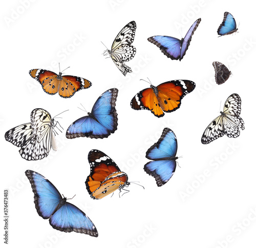 Amazing different butterflies flying on white background © New Africa