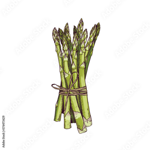 Colorful hand drawn bunch of asparagus. Vector illustration isolated on white background.