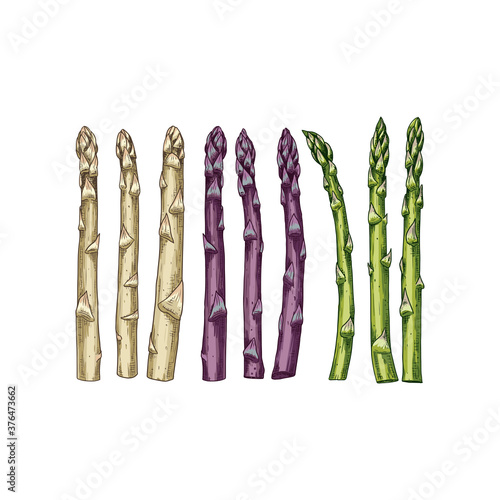 Colorful hand drawn raw white, purple, green asparagus. Vector illustration isolated on white background.