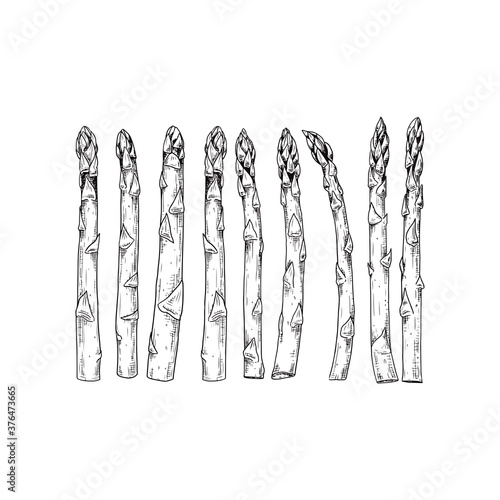 Hand drawn raw asparagus. Vector illustration isolated on white background.