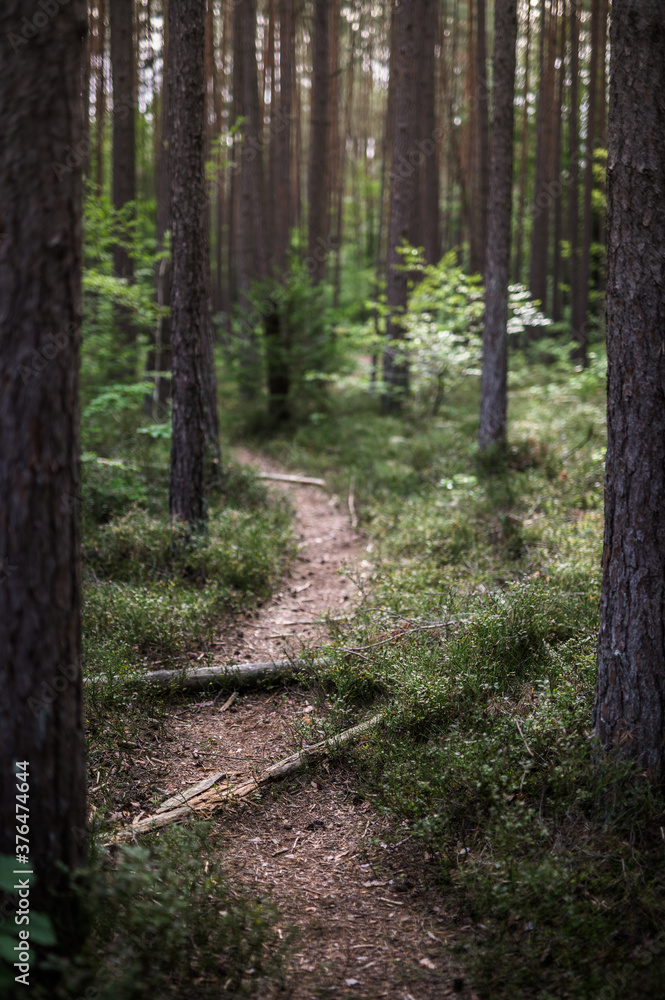 Fototapeta premium Forest Trail with beautiful light and shallow depth of field