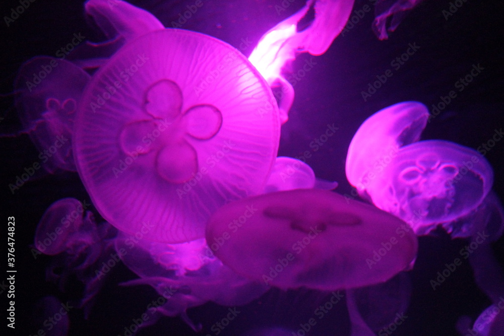 jellyfish moon bioluminescence bio fluorescent under blue lights, Moon Jellyfish variety swims underwater aquarium background stock, photo, jellyfish moon bioluminescence bio fluorescent under blue lights, Moon Jellyfish variety swims underwater aquarium background stock, photo,