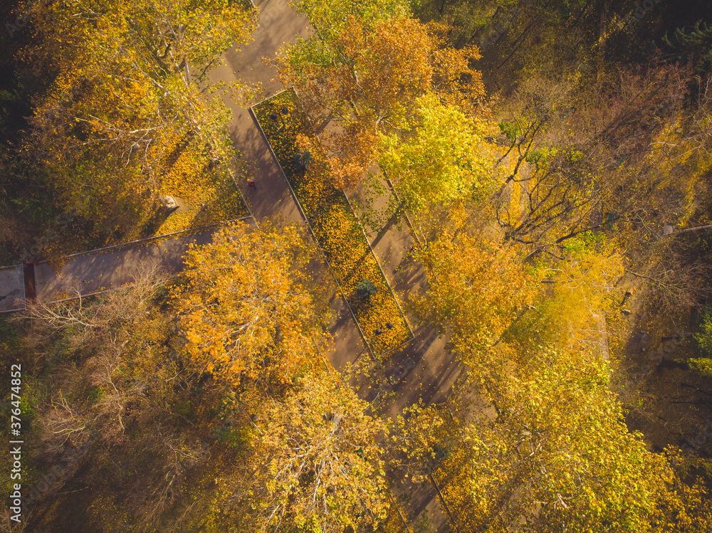 Beautiful afternoon in the autumnal park. Aerial view