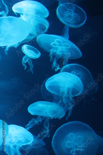  jellyfish moon bioluminescence bio fluorescent under blue lights, Moon Jellyfish variety swims underwater aquarium background stock, photo, 