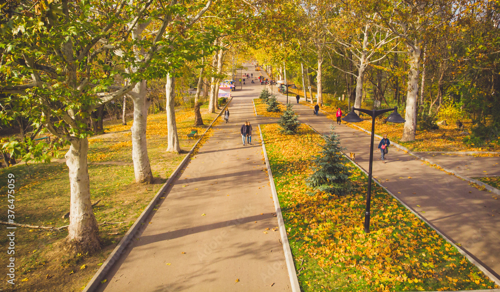 People walking in autumn park with golden leaves on sunny weather. Aerial view