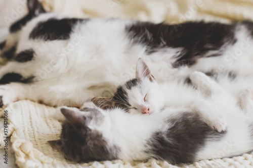 Adorable kittens sleeping with cat on soft bed, cute furry family. Mother cat resting with two little kittens on comfy blanket in room, sweet moment. Motherhood and adoption concept