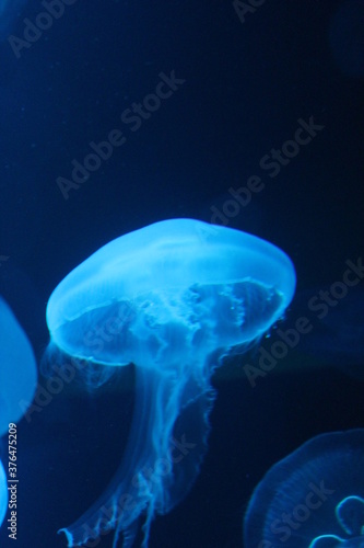  jellyfish moon bioluminescence bio fluorescent under blue lights, Moon Jellyfish variety swims underwater aquarium background stock, photo,  © cheekylorns