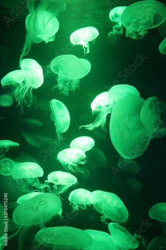 Fotografi jellyfish moon bioluminescence bio fluorescent under blue lights, Moon Jellyfis