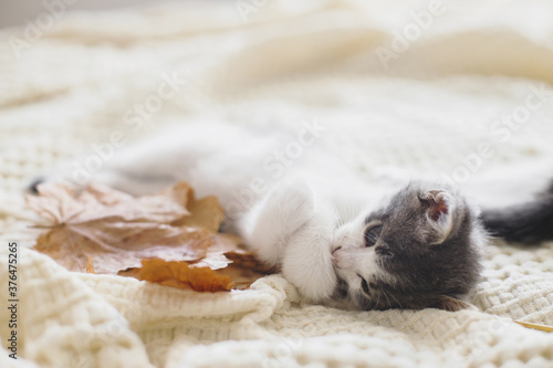 Adorable kitten grooming in autumn leaves on soft blanket. Autumn cozy mood. Cute white and grey kitty cleaning paw and relaxing with fall decorations on bed in room © sonyachny