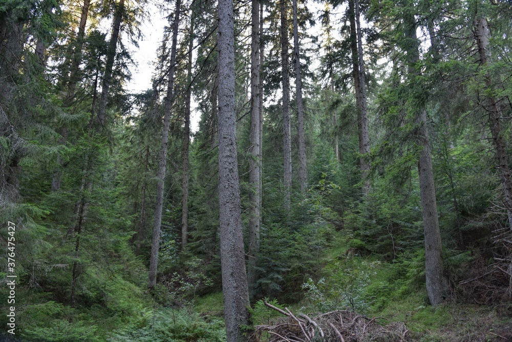 Obraz premium HDR photography of wild forest