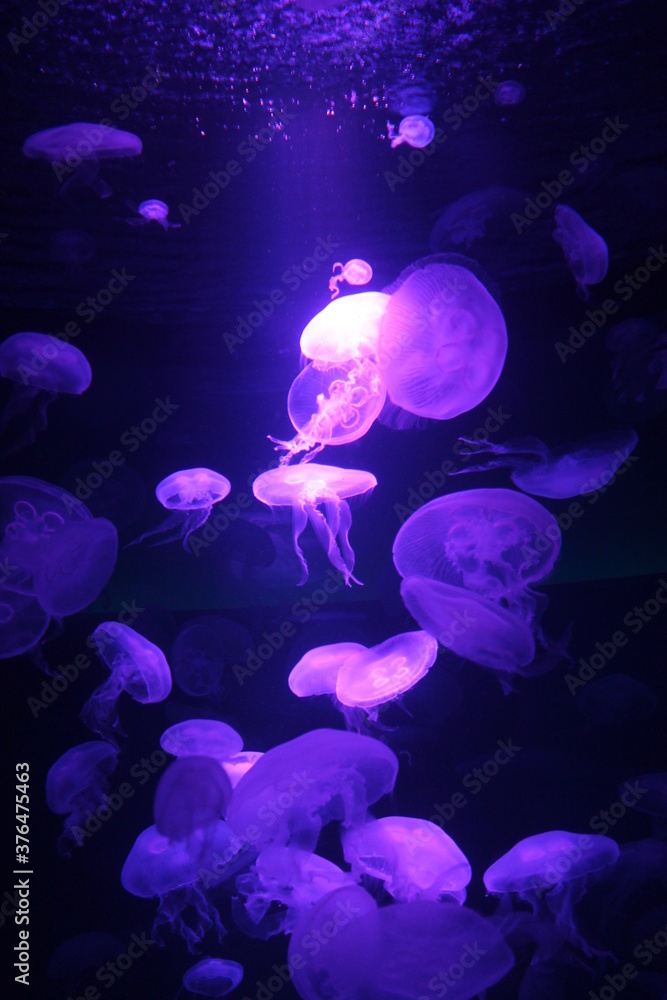 jellyfish moon bioluminescence bio fluorescent under blue lights, Moon