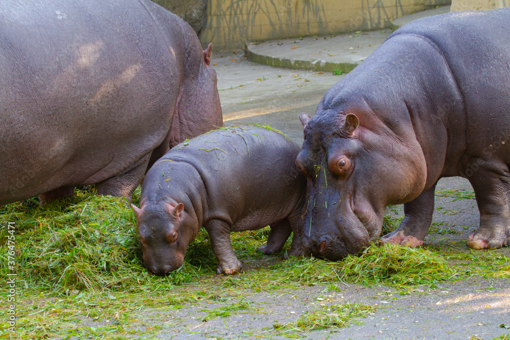 baby hippo in the wild during the day
baby hippo in the wild during the day