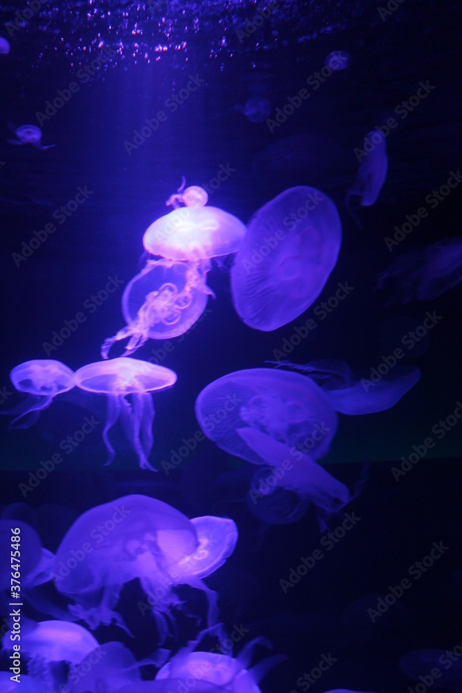 jellyfish moon bioluminescence bio fluorescent under blue lights, Moon Jellyfish variety swims underwater aquarium background stock, photo, jellyfish moon bioluminescence bio fluorescent under blue lights, Moon Jellyfish variety swims underwater aquarium background stock, photo,